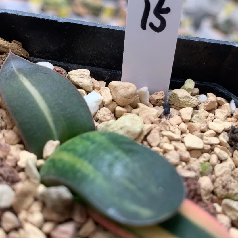 【闪购商品】15蜗牛