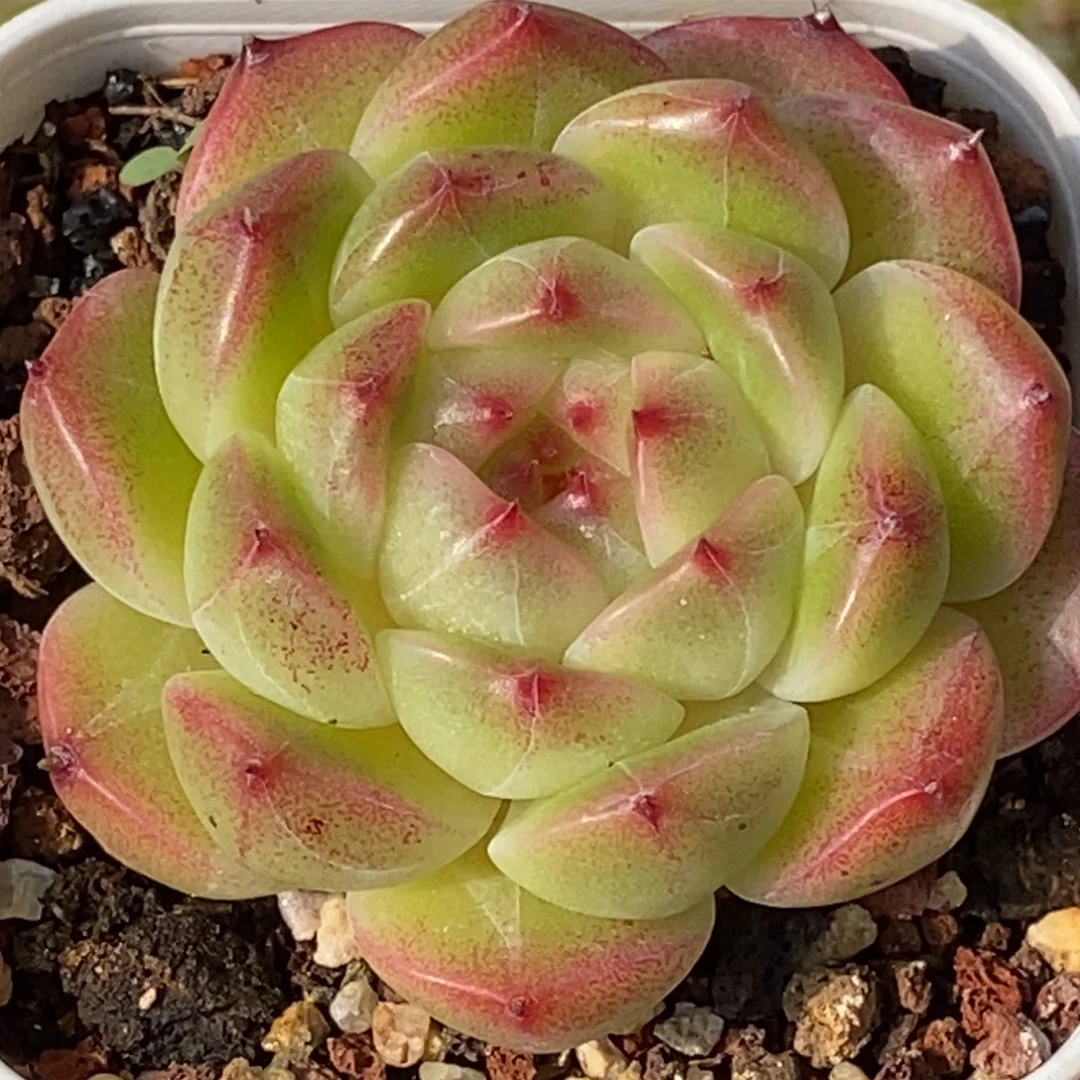 天官赐福百无禁忌