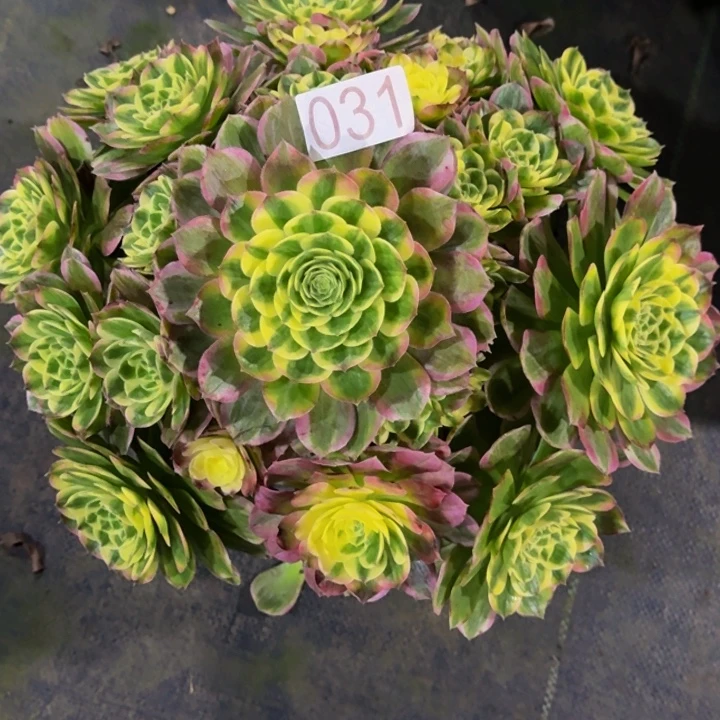 000000031粉王福利价