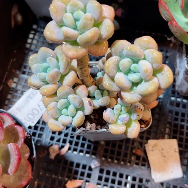 幸运的人会有好运的时候吗