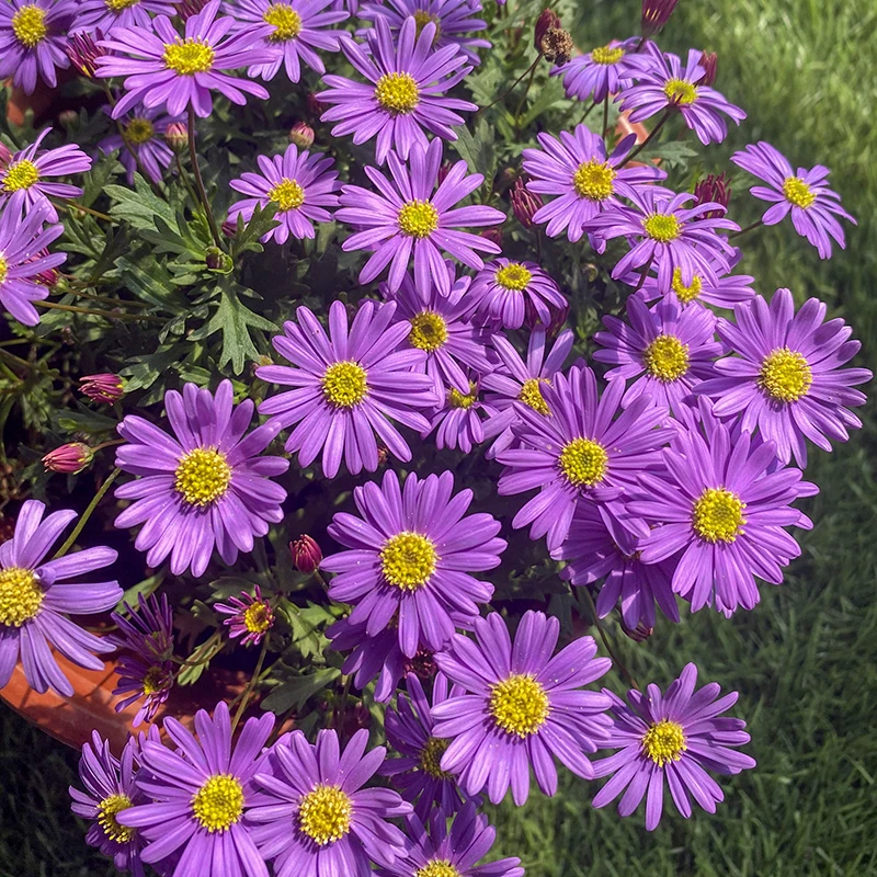 姬小菊垂吊盆栽花卉四季开花爆花机器阳台好养