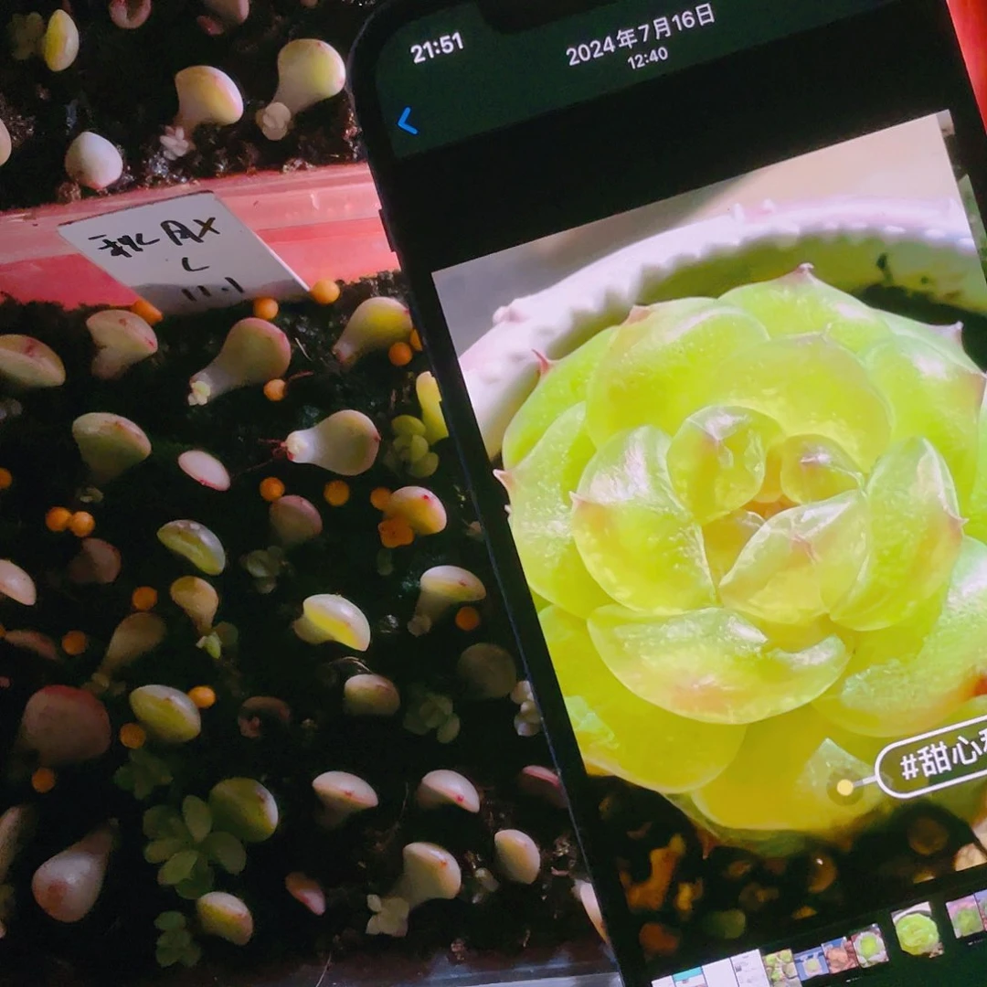 秋月 芝麻苗一个满25包邮