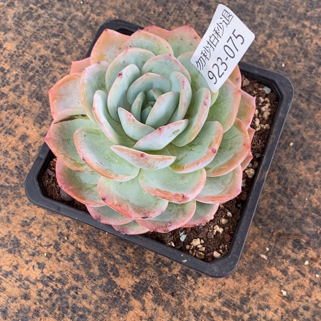 勿秒拍秒退 923-075奉承