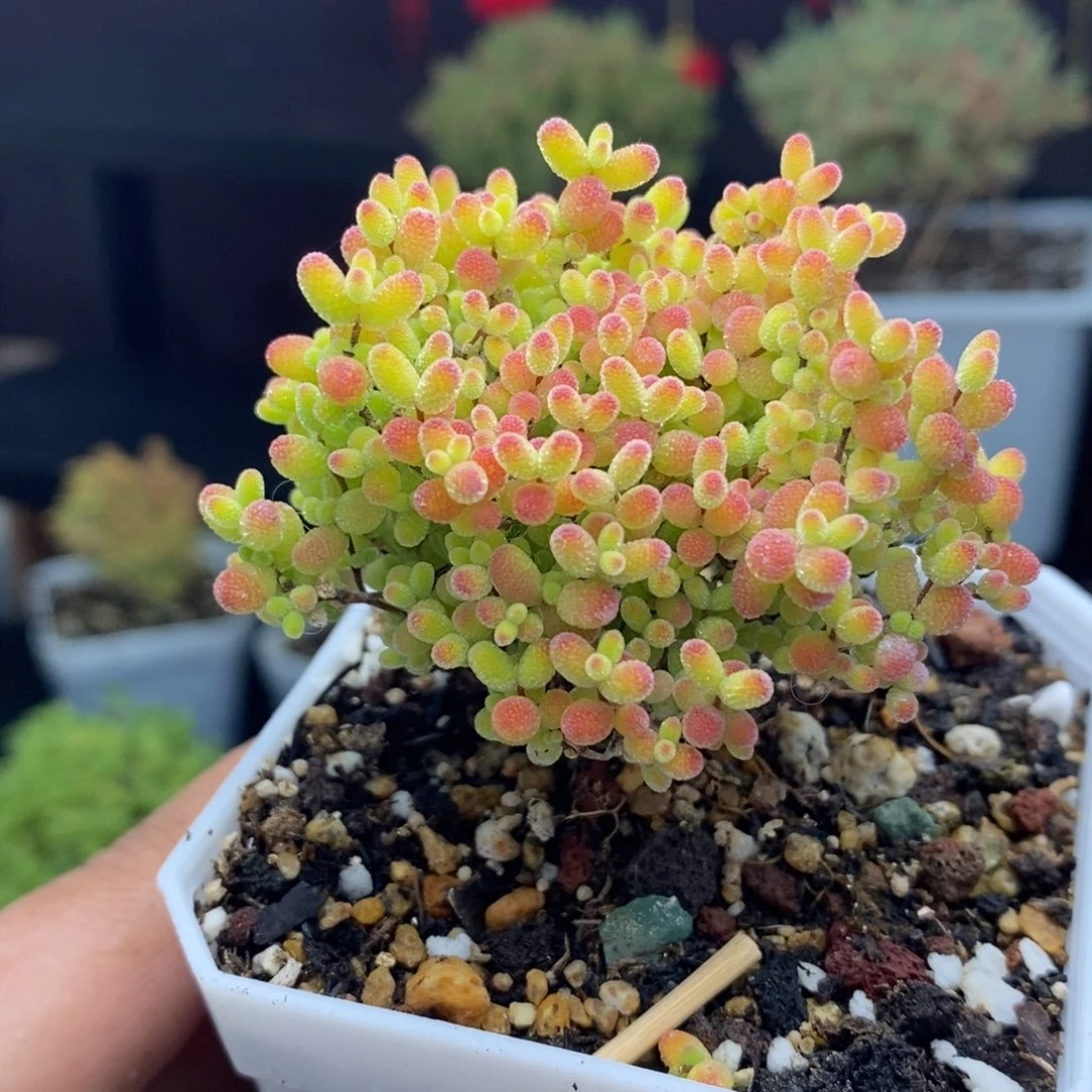 c118蜜橘糖球枝干多肉