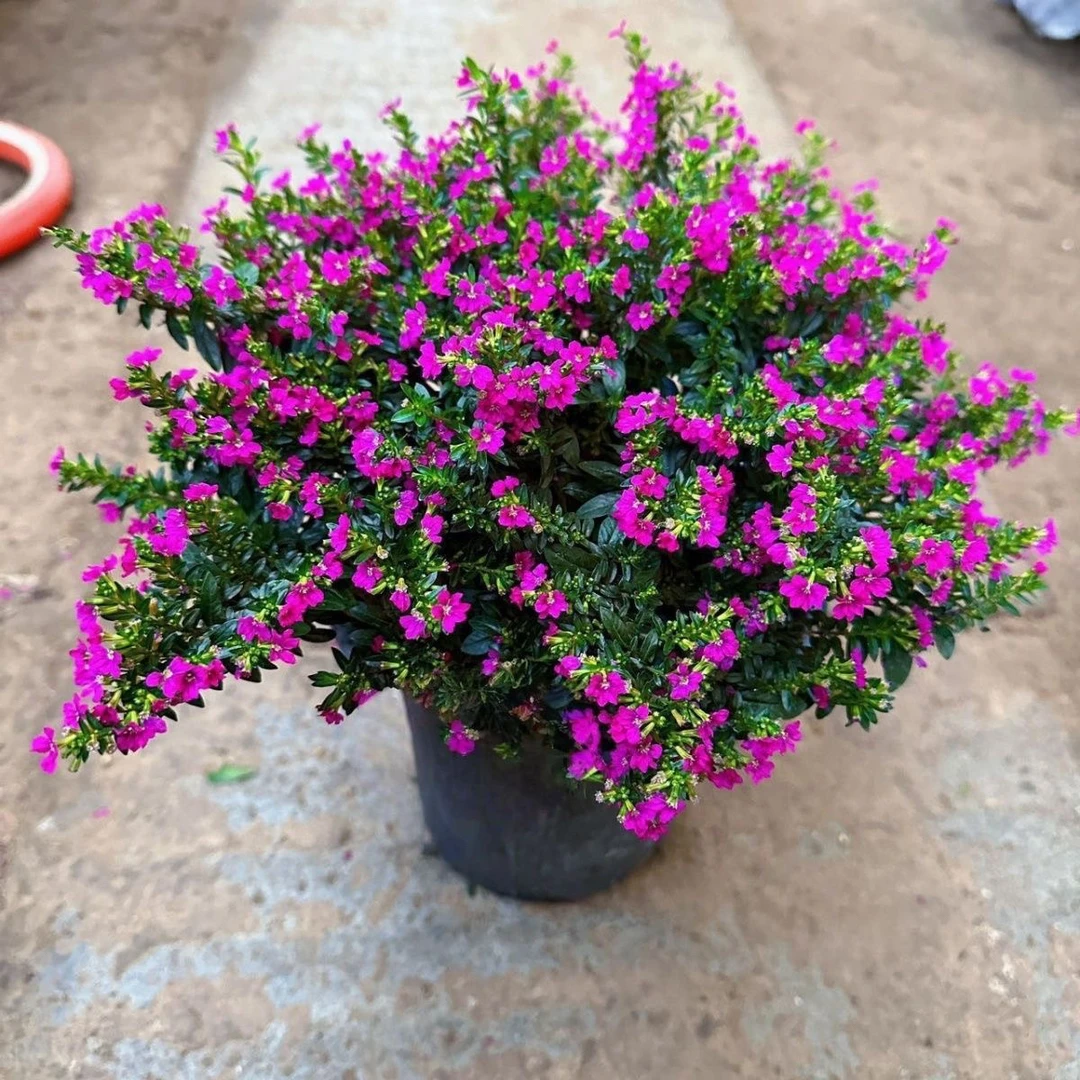 满天星 花期长好养