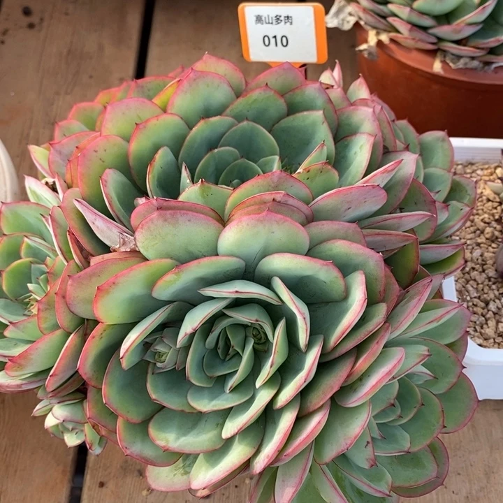 D010- 直播福利 牡丹亭