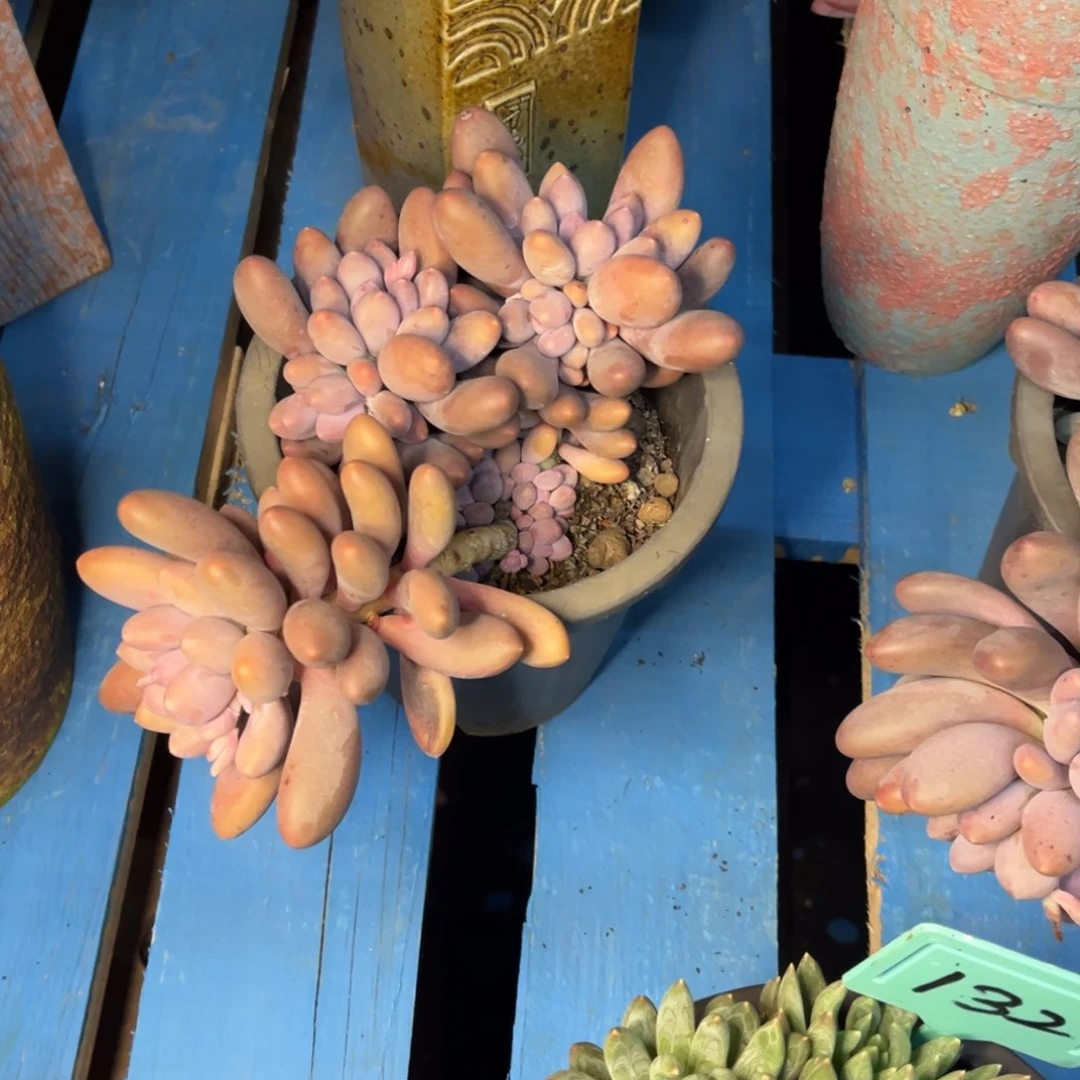 小雨多肉汤圆群生