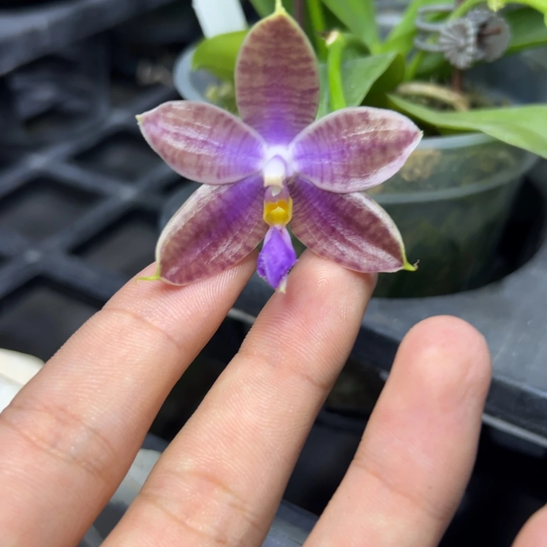 完全开放l217三寸ys1172