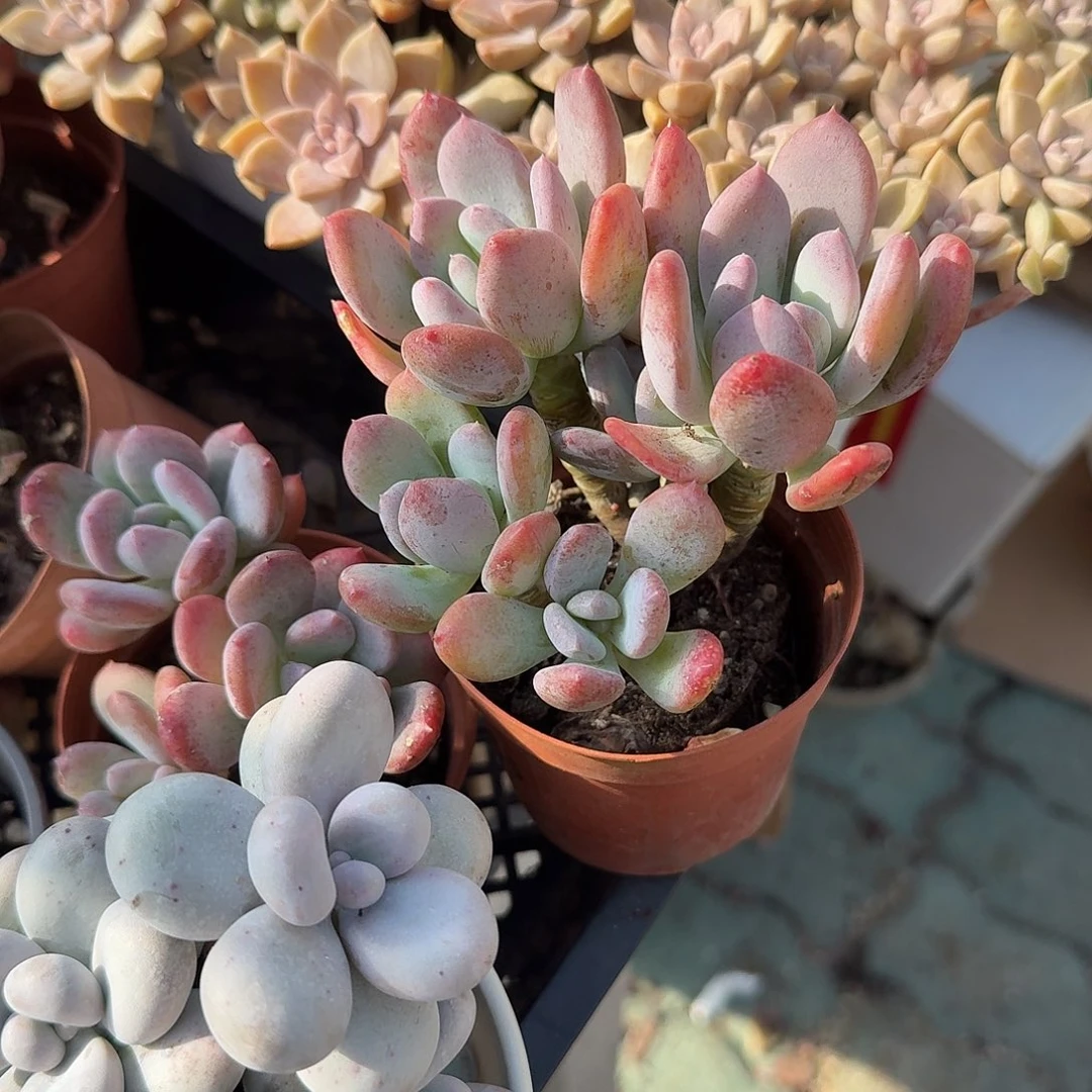 灰姑娘多肉植物精品