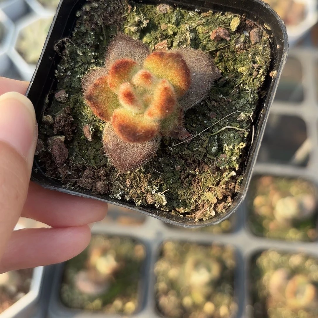 精品泰迪熊多肉植物