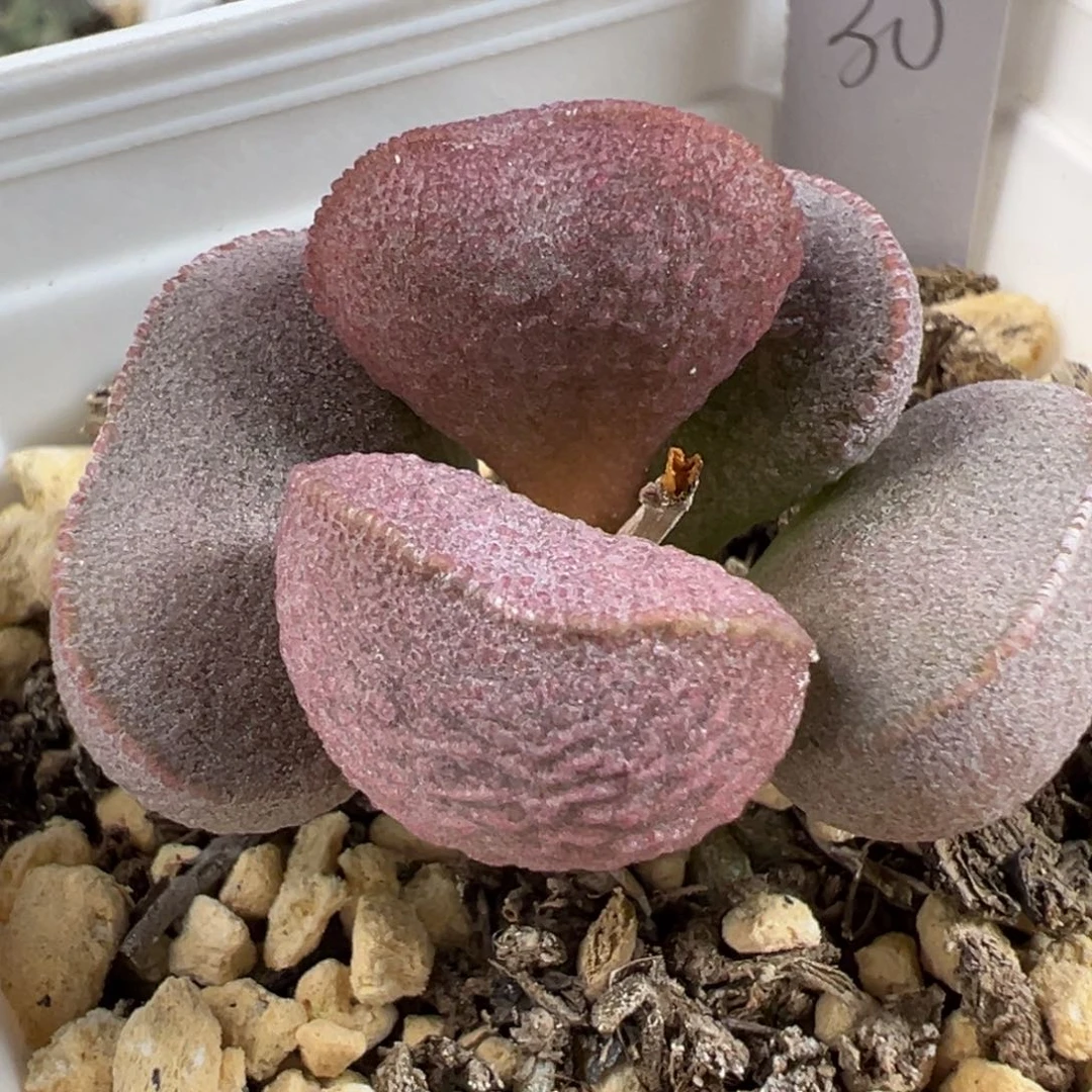 胖叶型颗粒款实生新品