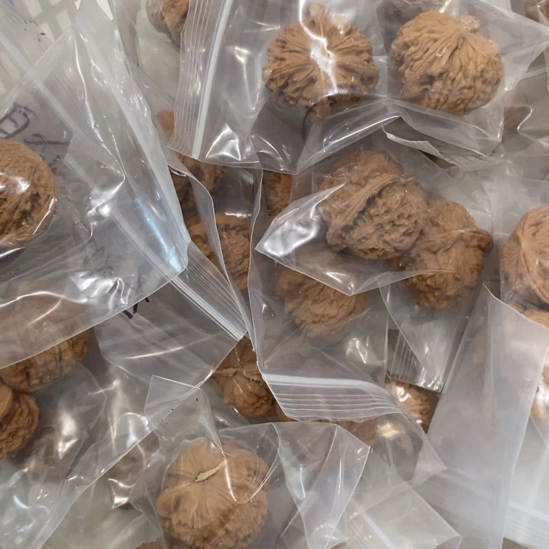 文玩核桃吊坠白狮子全品