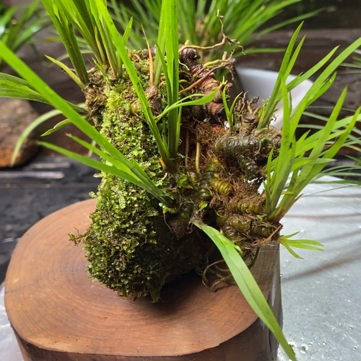 机***6无花朵石菖蒲这两种都可以