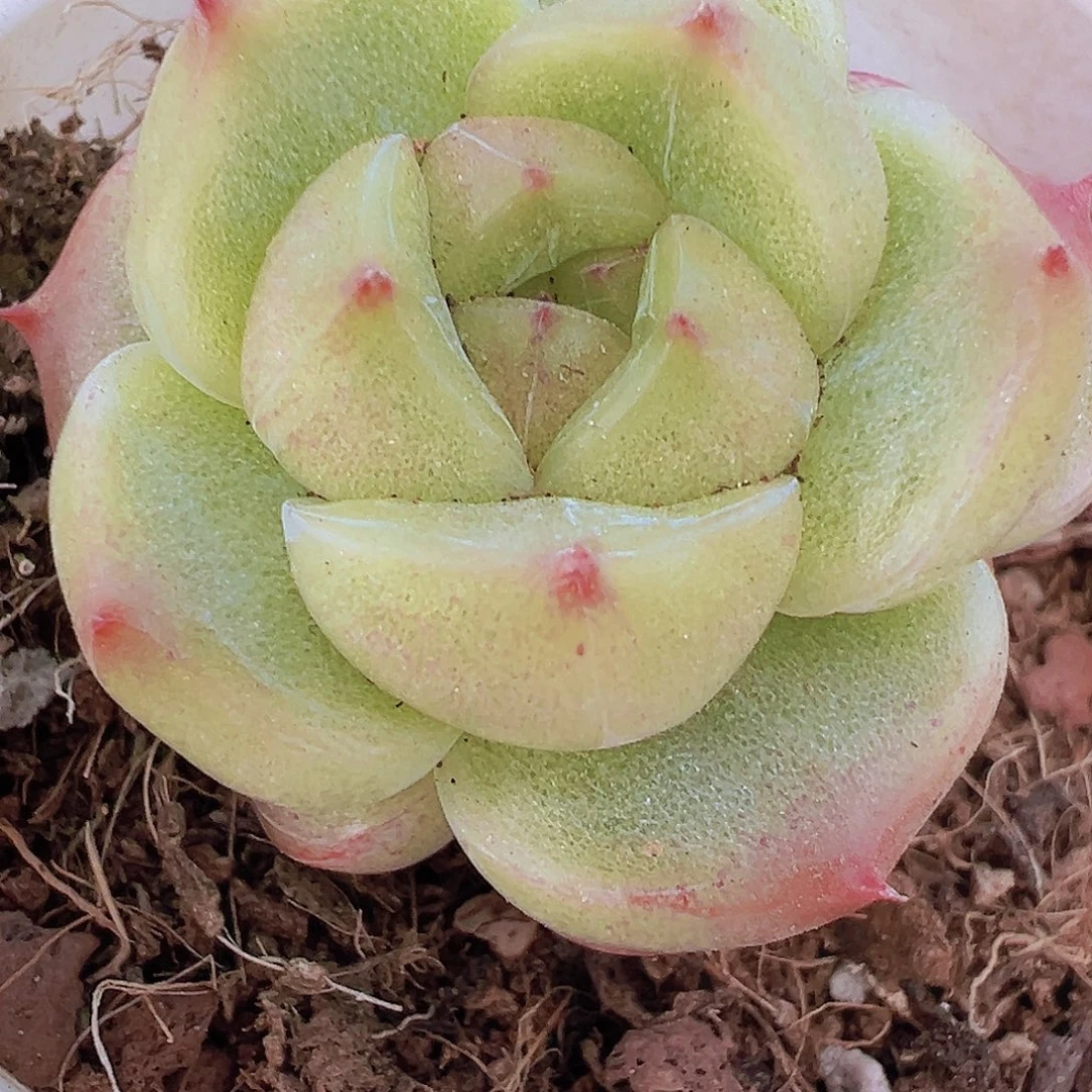 灯泡珍妮19包邮多肉植物