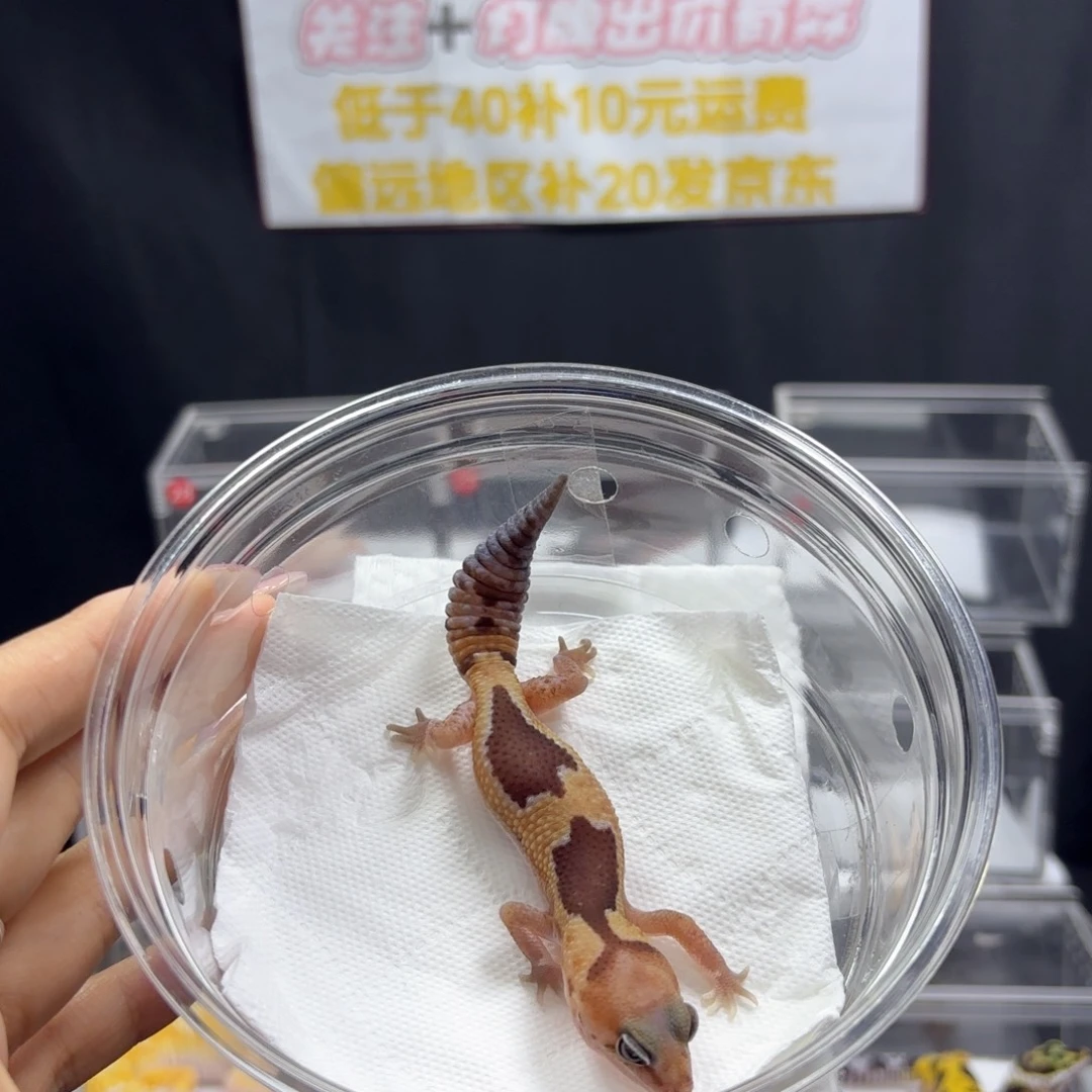 肥尾守宫祖鲁母温