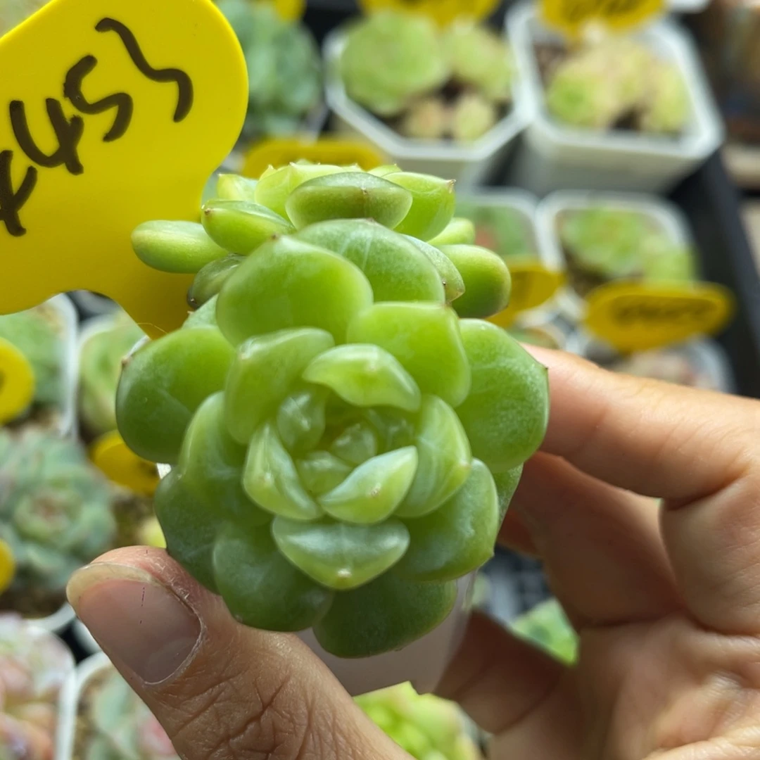 荔枝甜心双头4453