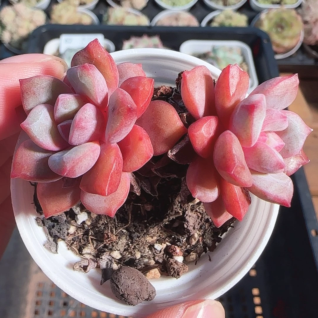 多肉1122-65福利福利