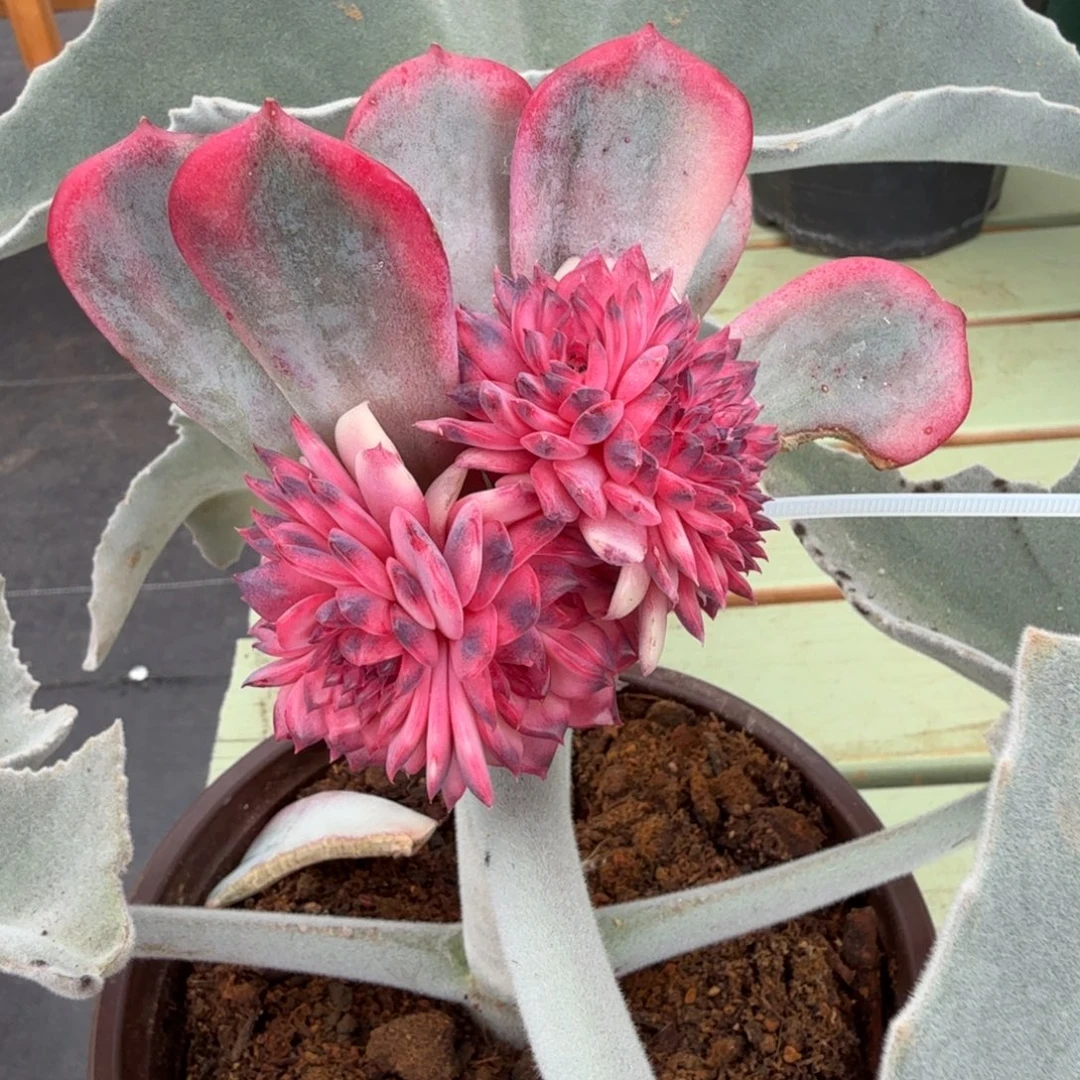 蓝色妖姬锦缀锦上园艺一物一拍