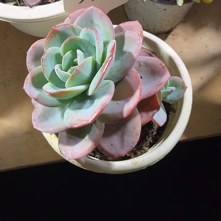 蓝***鸟00000000000000000552