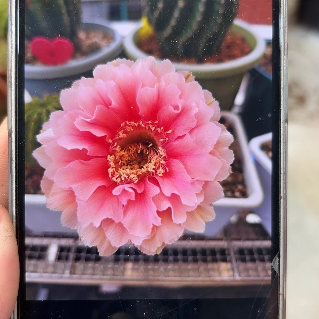 彩草珊瑚8公分左右