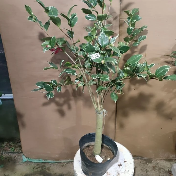 332贝拉公主，原盆原土，不包邮