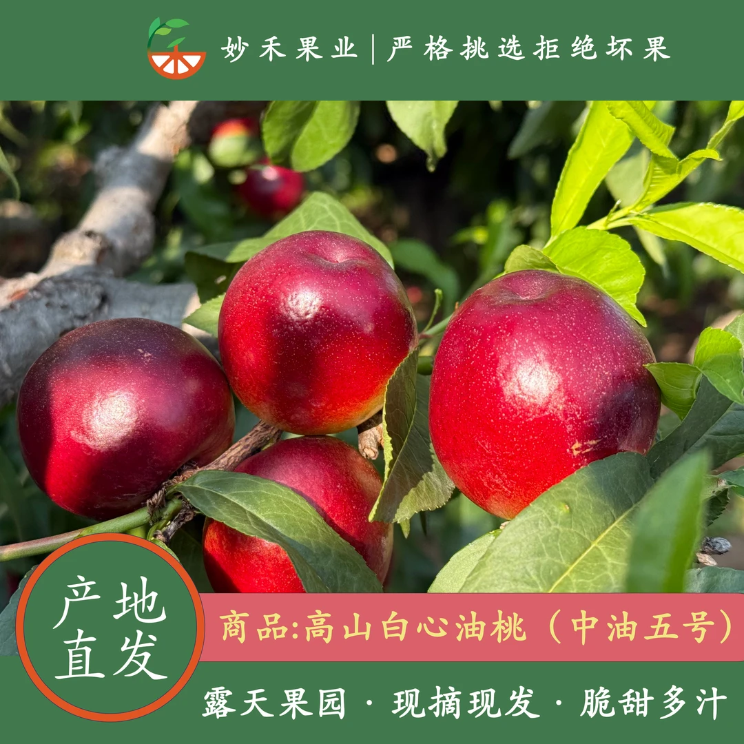 【亏本福利】高山油桃中油五号