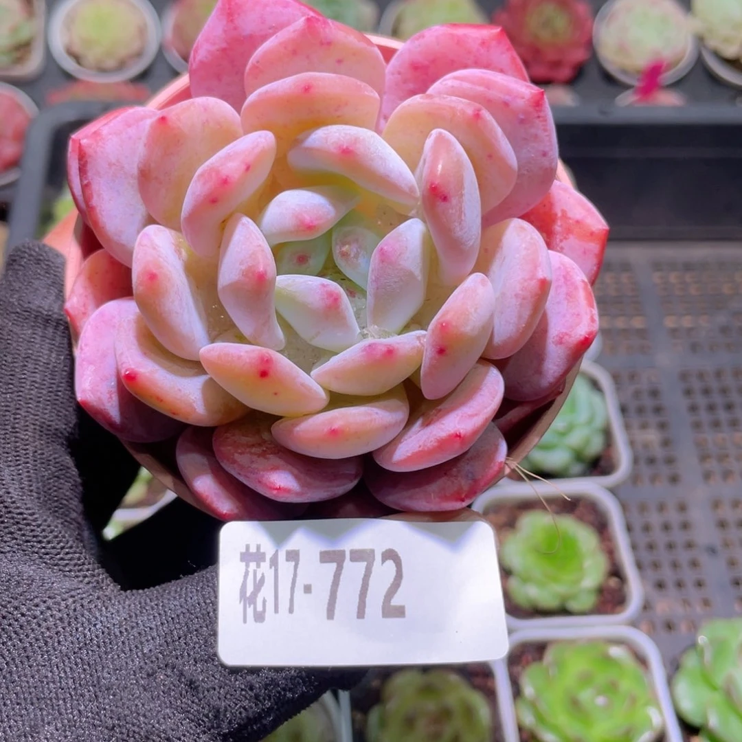 杨****0花利美17-772橙梦露
