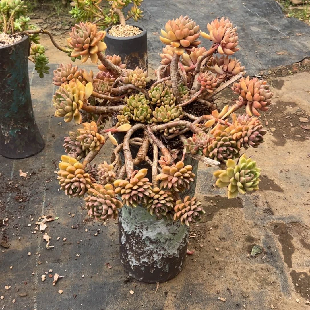 露养老桩脱土裸根油漆桶