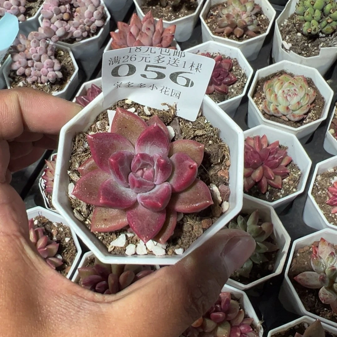 056号迷雾泡泡一物一拍满18包邮