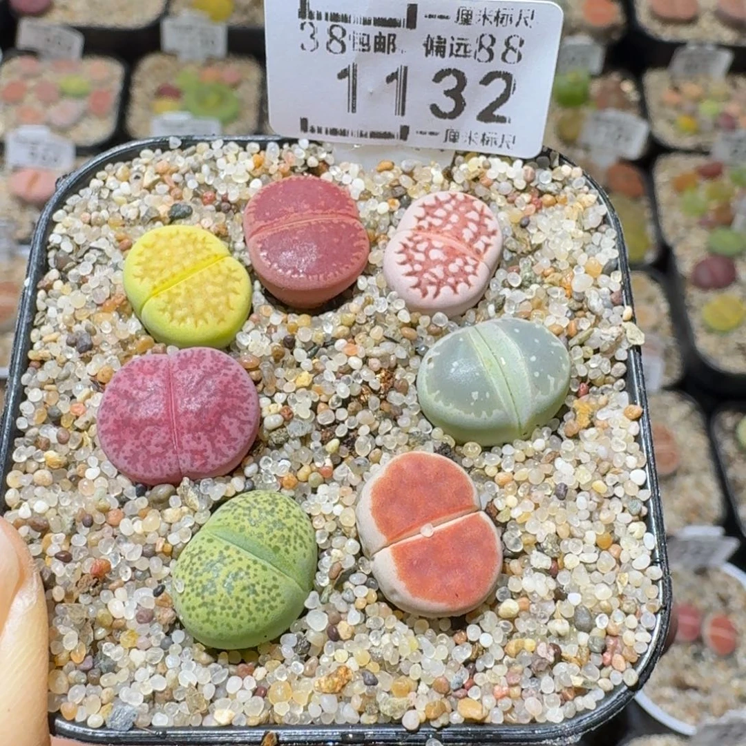 Sss精品便宜出了1132