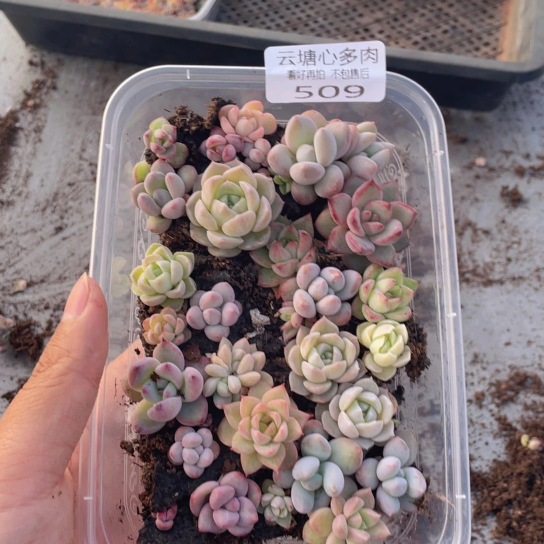 云糖心多肉植物509