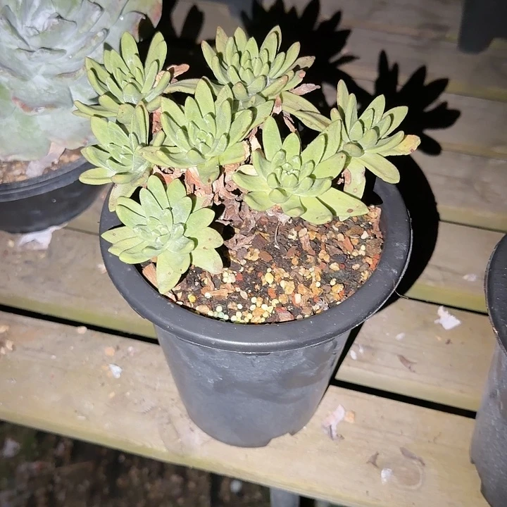 汤***师绿小时帕仙女杯多肉植物