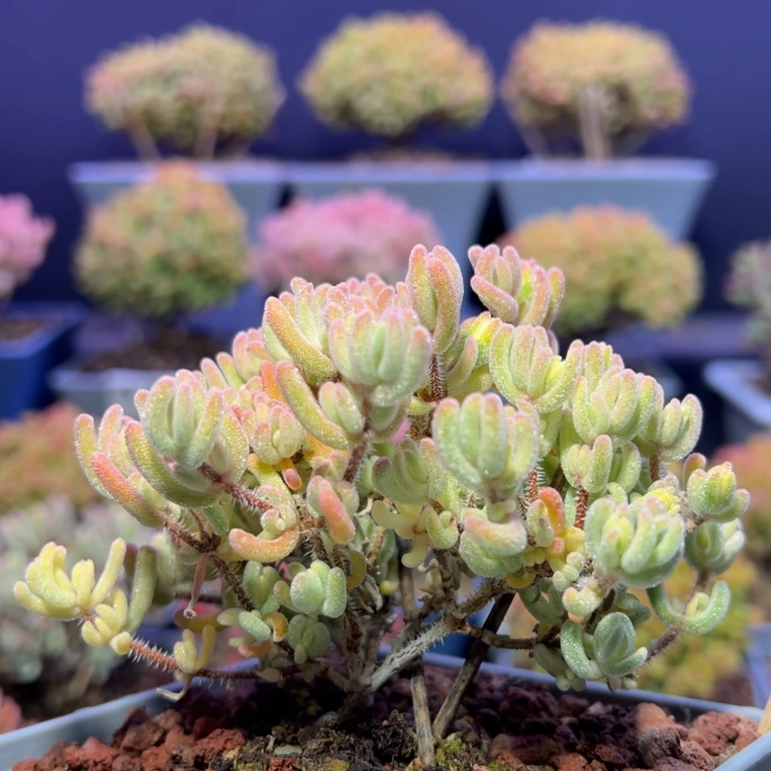 【闪购商品】d713橙叶锦枝干番杏