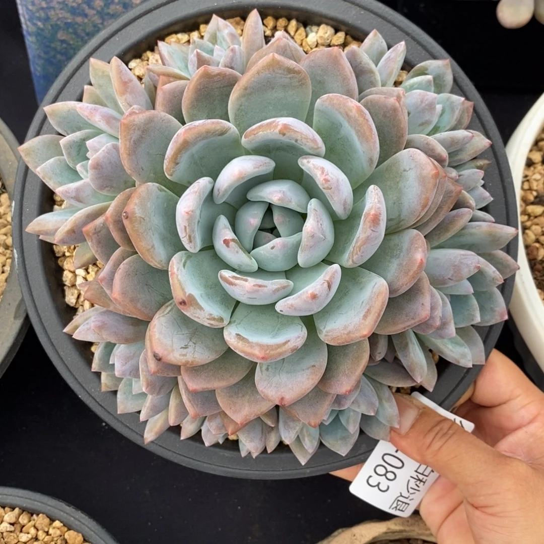 勿秒拍秒退 923-083澳橙