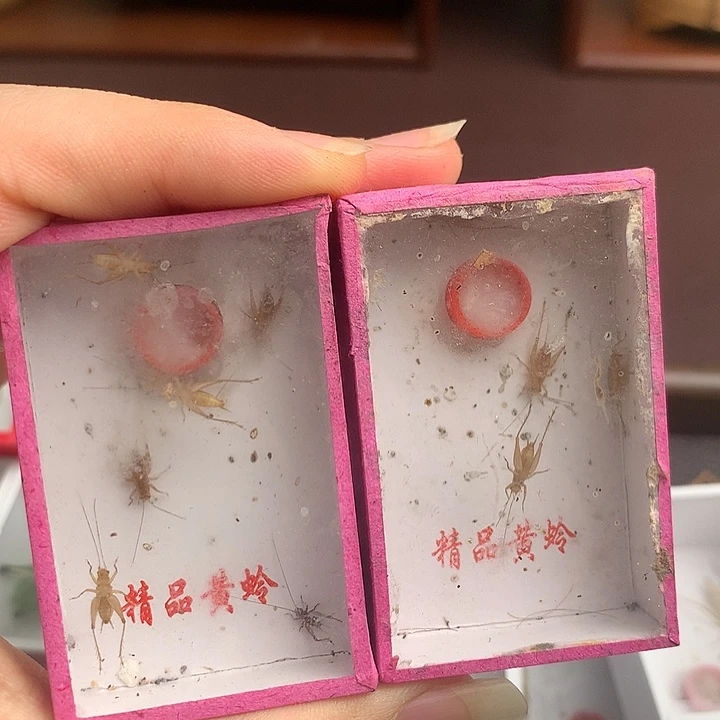 小黄蛉2盒:：：：：：：：