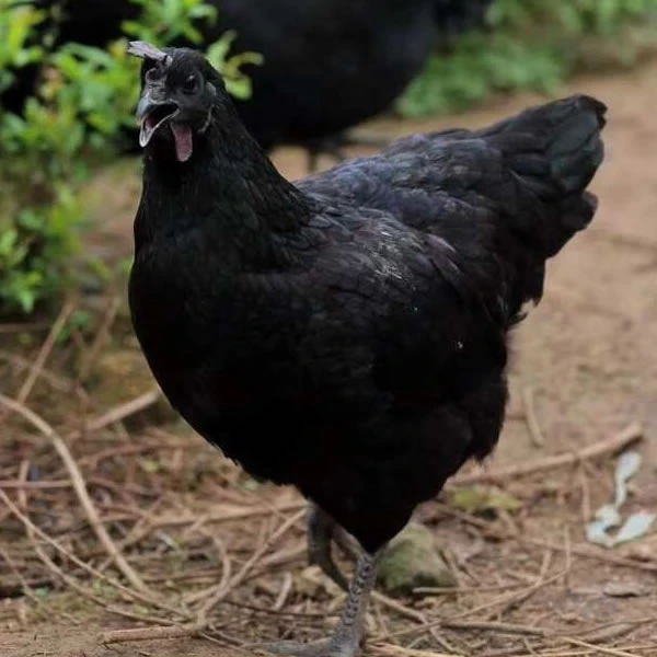 宠物鸡 纯种五黑鸡 散养笼养家家养观赏鸡 五黑一绿鸡