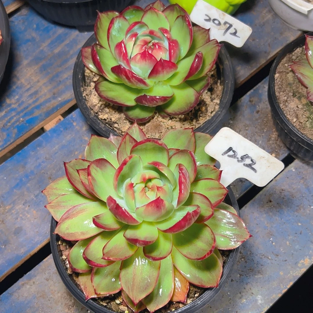 惊鸿仙子1252.2072号