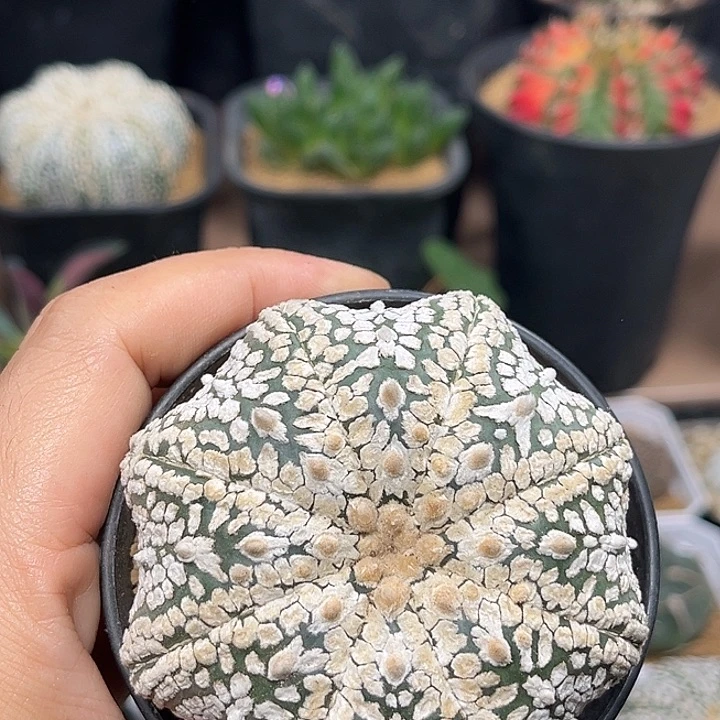 无花朵海星体超兜实生球母本6.7cm