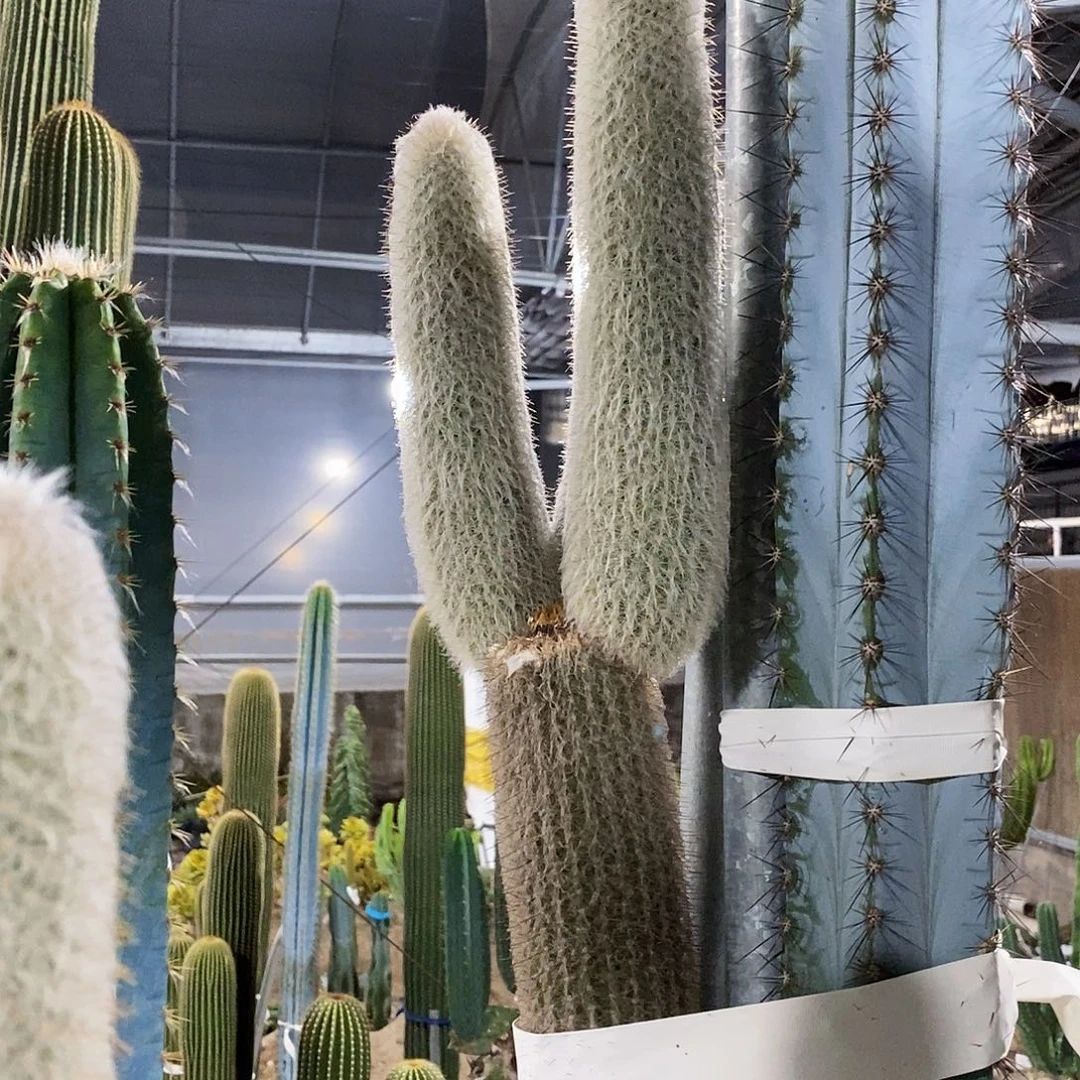 带侧芽3个左右总高度60公分