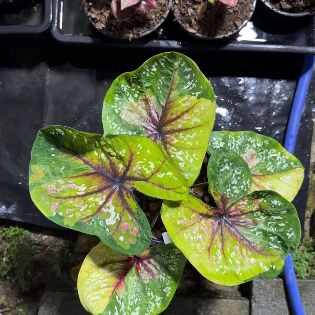 17-0918泰国发货野蜂飞舞