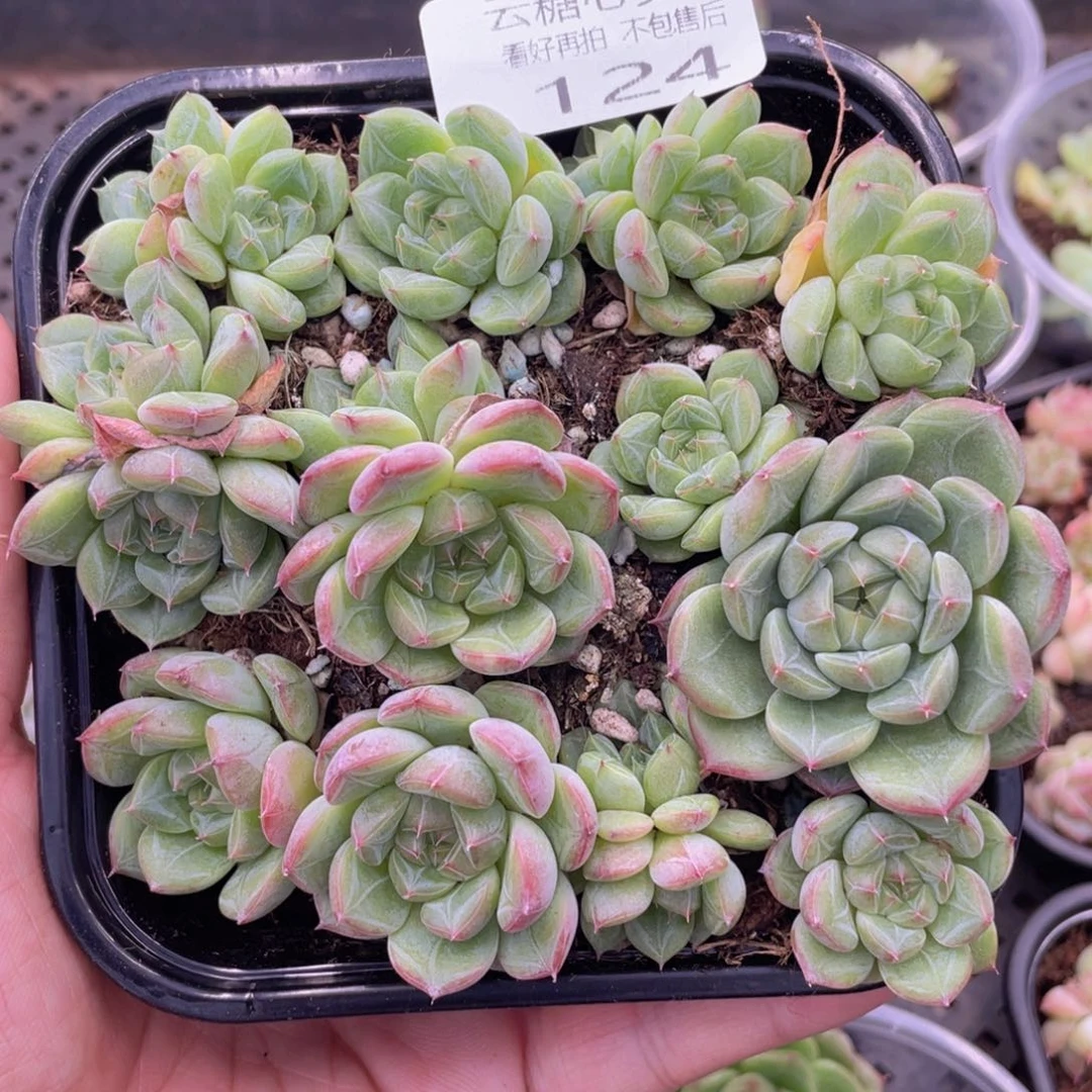 云糖心多肉植物124