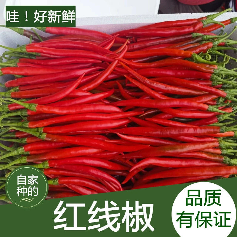 现摘特色红二荆条红线椒新鲜红剁椒红辣椒5斤包邮