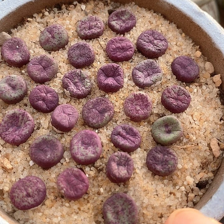 小红嘴ts429一颗