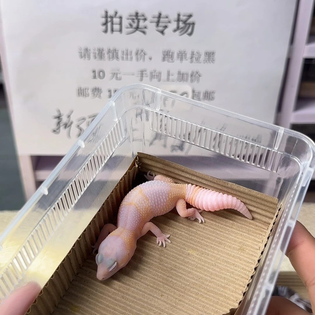 肥尾守宫花瓶红眼 母