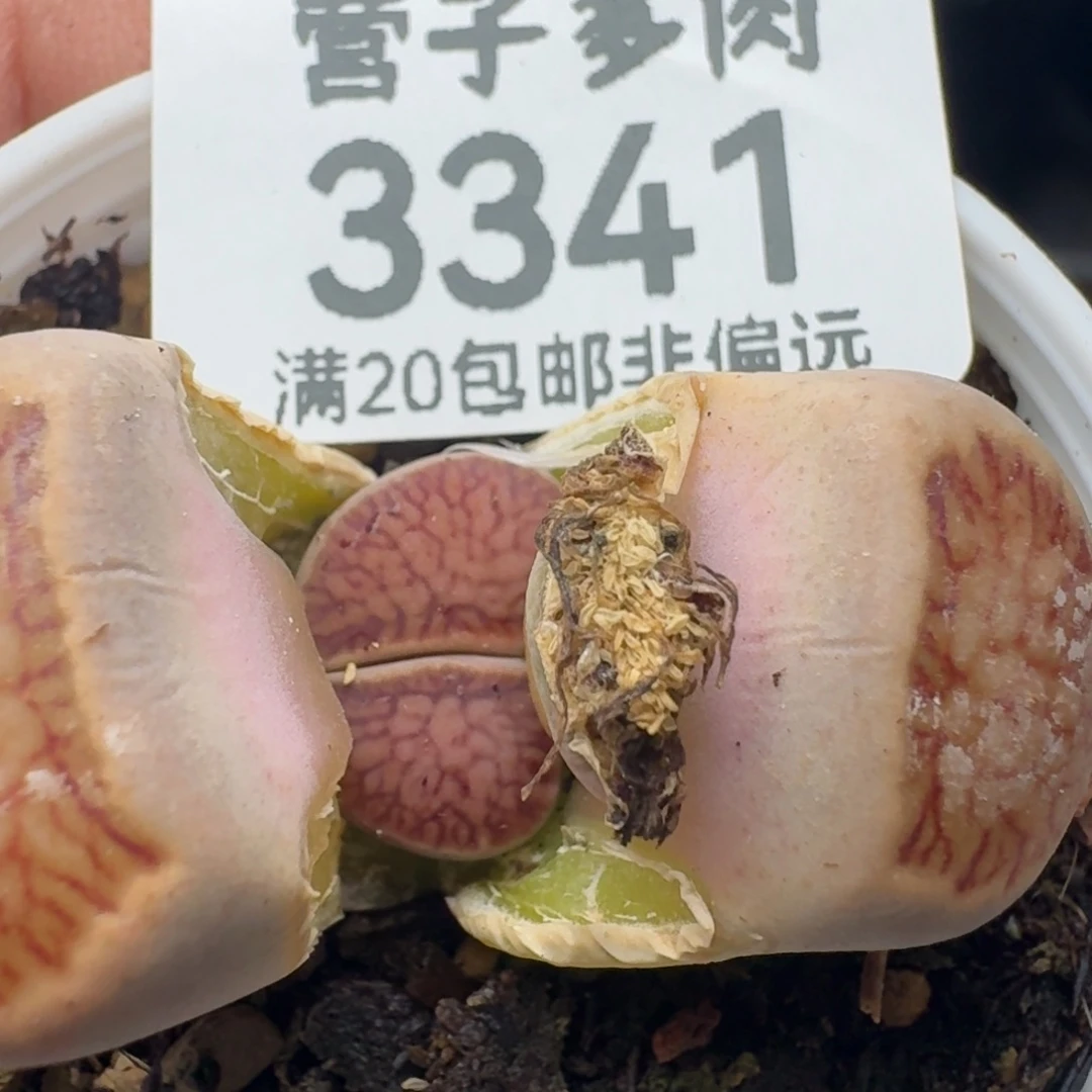 带盆土