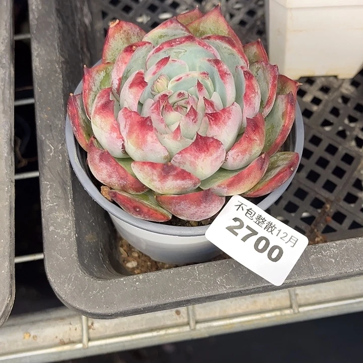 阿雅园艺。       2700惊鸿