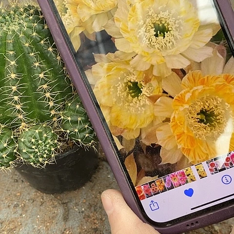 黄拉丝仙人球，eyuiop