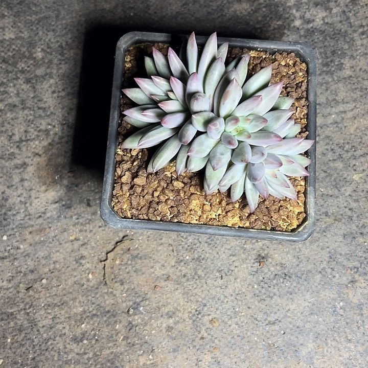 虞美人群生多头多肉