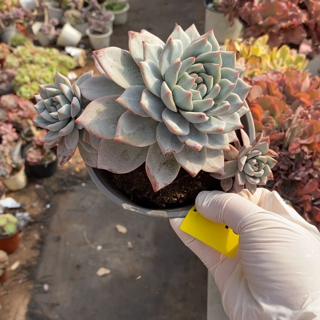 448粉蓝鸟一物一拍