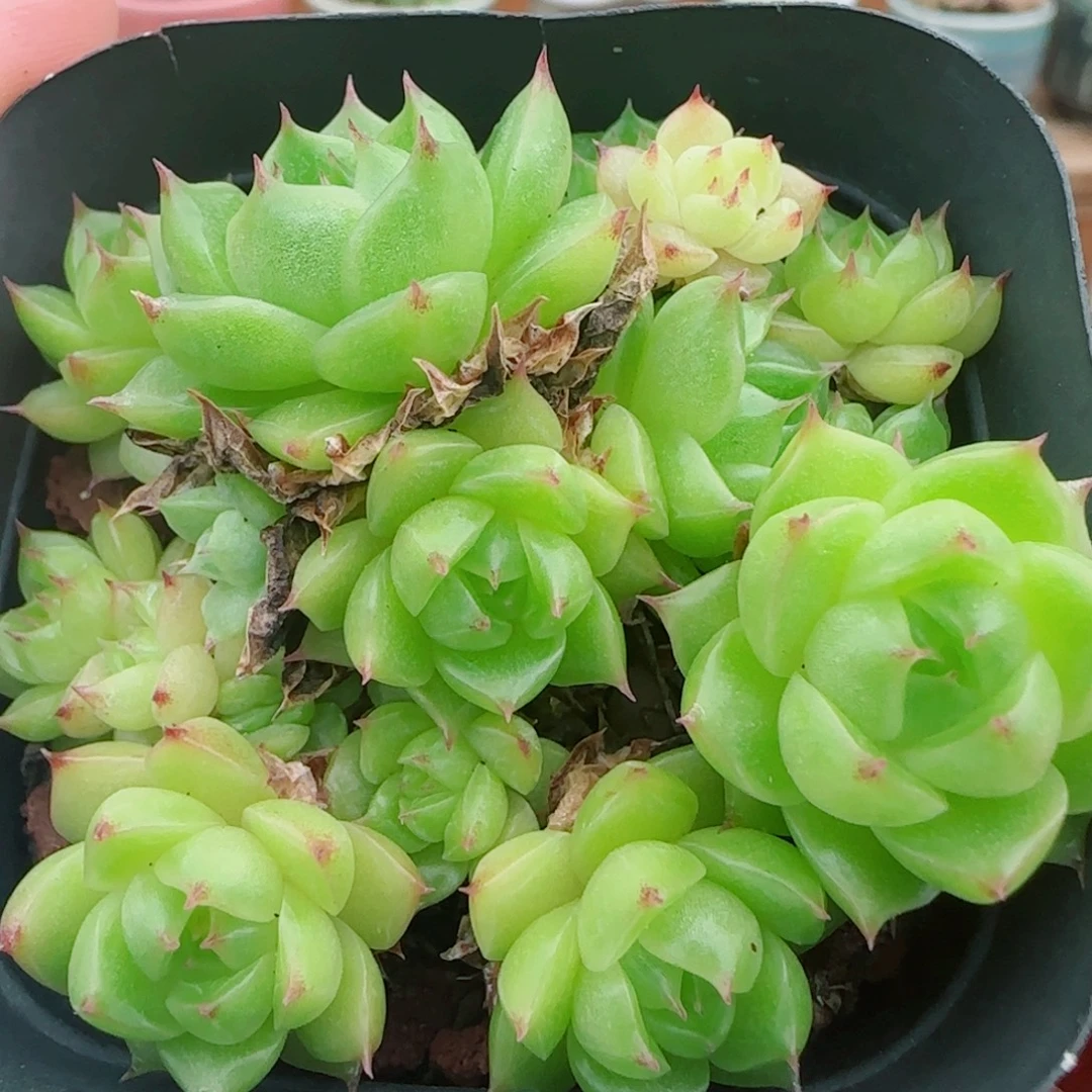 花语逸镜0927-02开播福利散